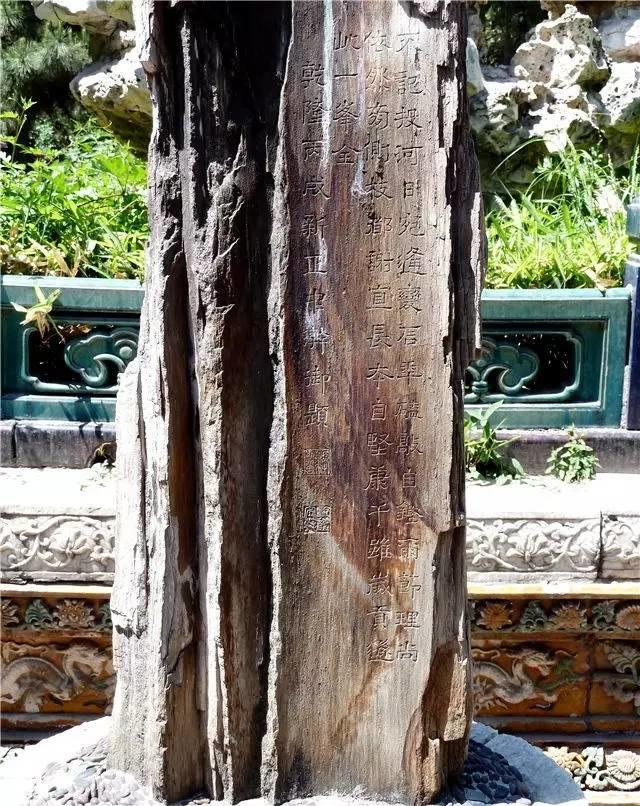俞莹：岁月留痕硅化木
