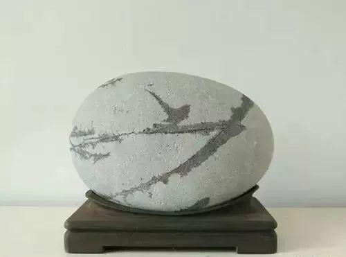 石头多了，什么鸟都有！