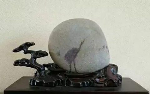 石头多了，什么鸟都有！