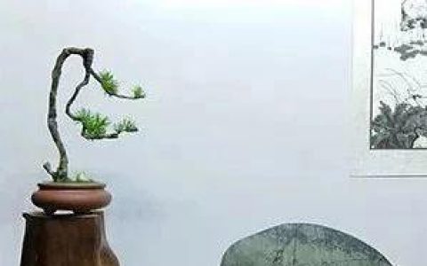 如何创作属于自己的赏石空间