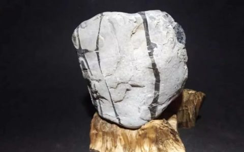 【诗赏雅石】野趣清心入墨竹