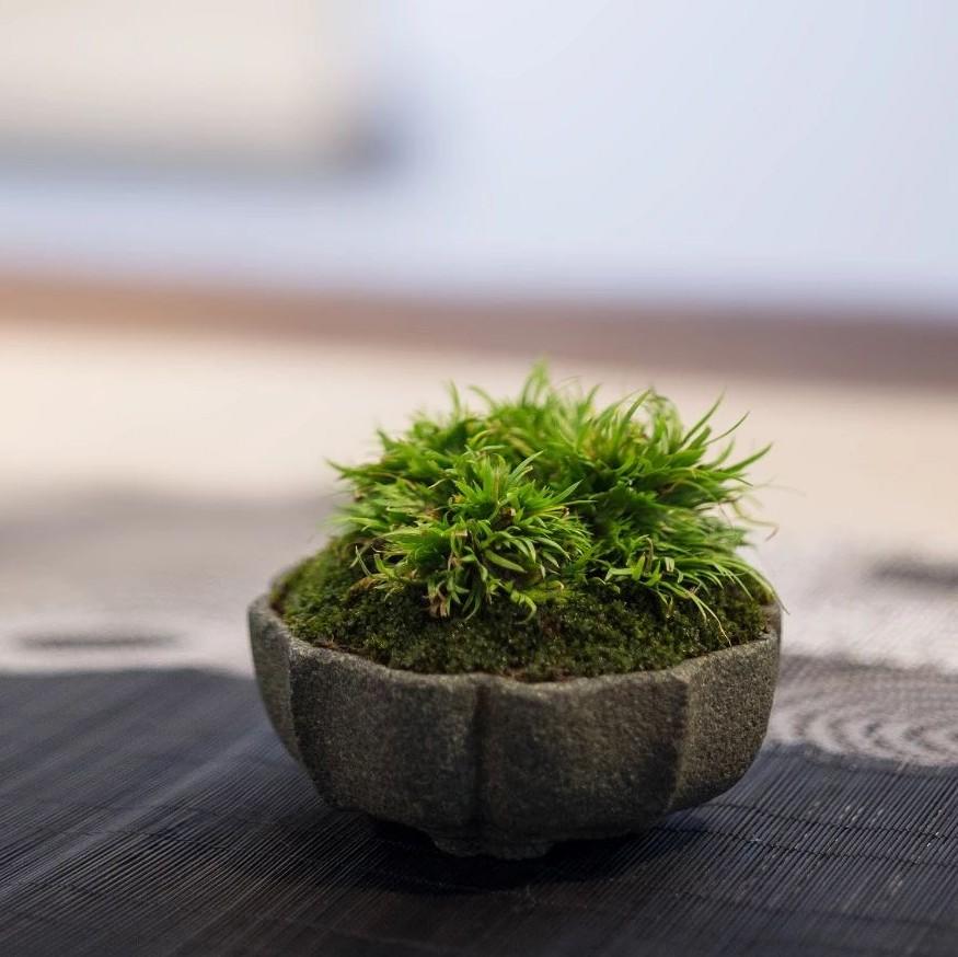 清室雅供话石盆