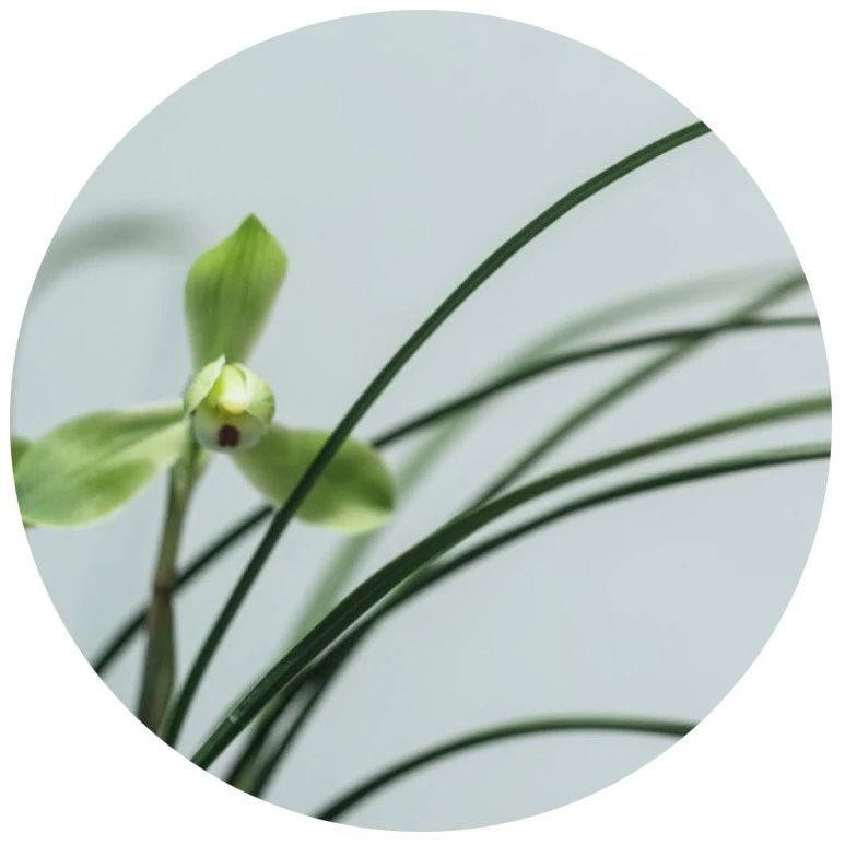 四时草木，闲度光阴