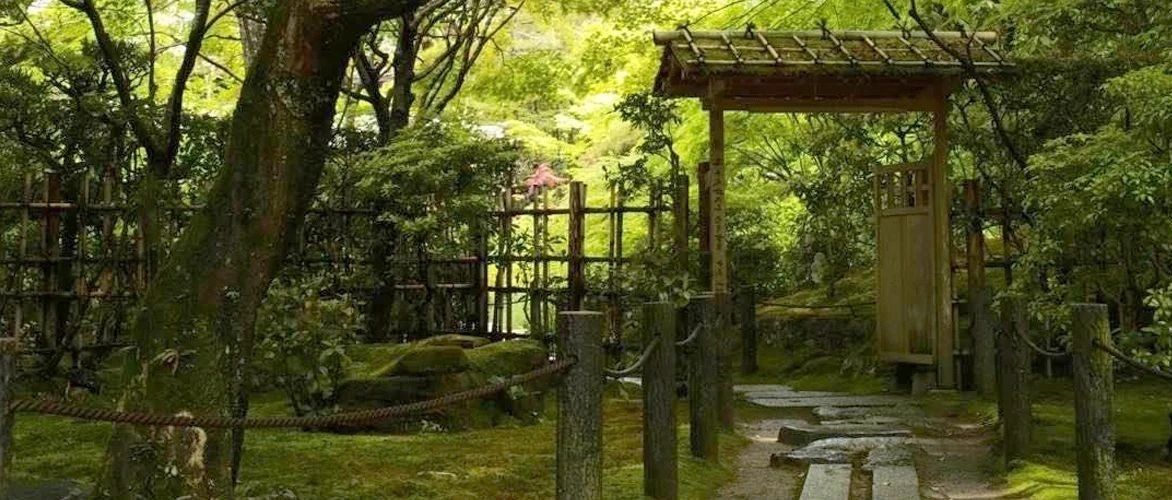 小院草木，最抚人心