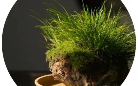 如何玩蒲草