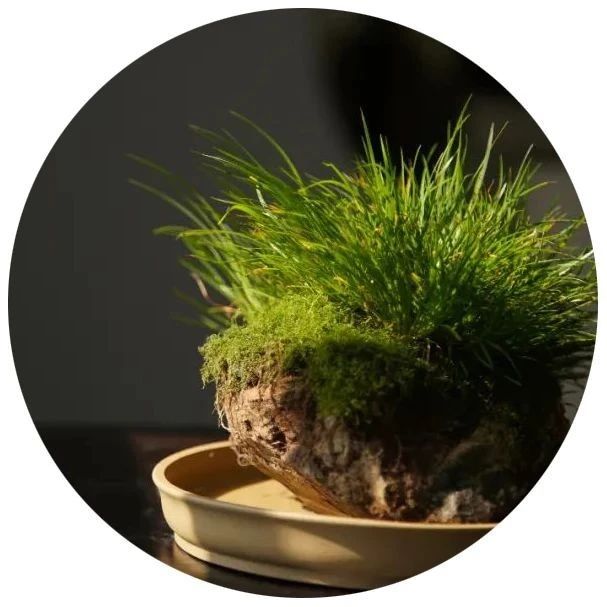 如何玩蒲草