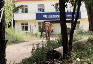 赏石_观赏石_奇石_石头_收藏_文化_艺术_玩石迷9-1629556683