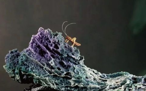 雷敬敷：传统赏石文化与当代艺术。